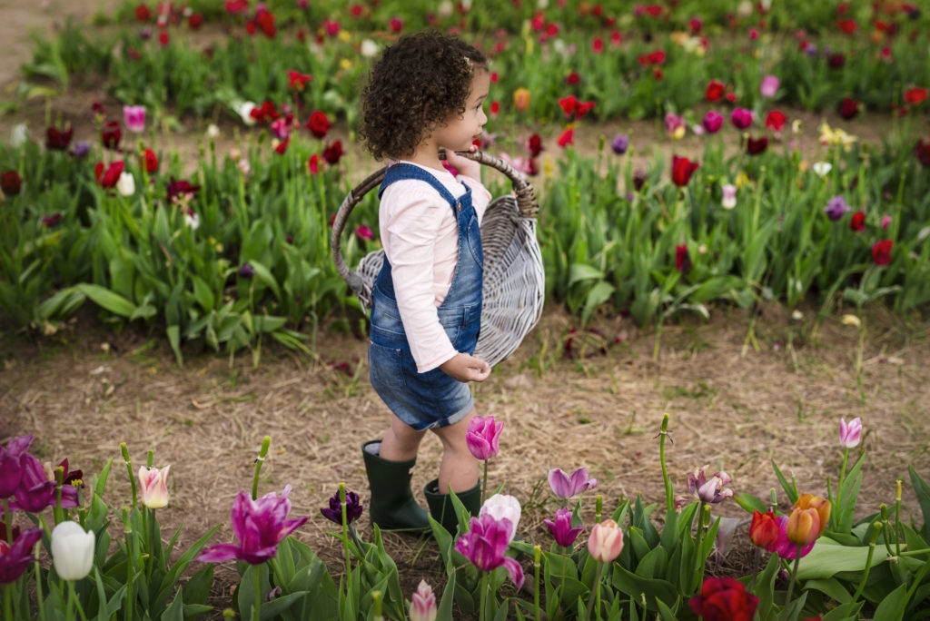 Little girl in overalls carries a basket to collect tulips at Burnside Farms in Northern Virginia
