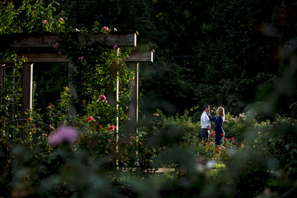Anniversary couple has photos taken  in the garden of flowers in Bon Air Rose Gardens in Arlington Virginia