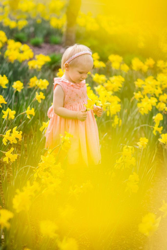 Downtown Leesburg Virginia. Baby girl wearing a peach dress in field of yellow daffodils 