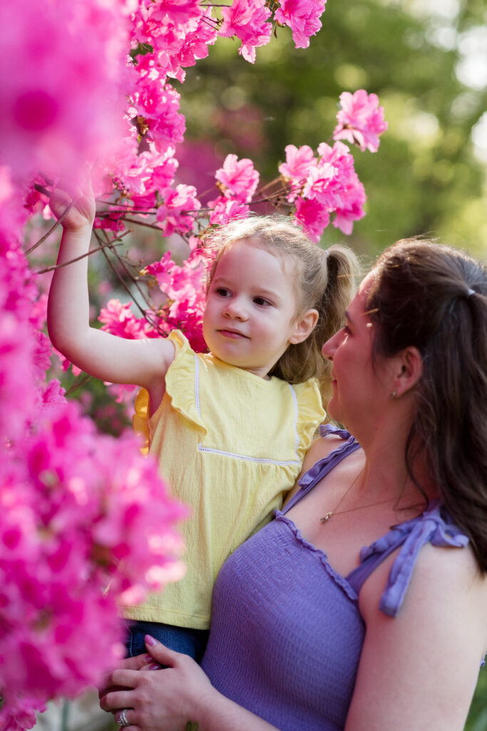 Little girl plays with pink flowers while mom holds her during Spring family photos
